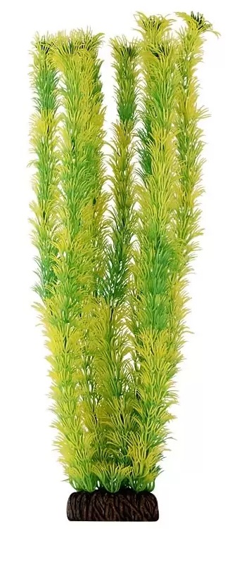 Растение амбулия желто-зеленая Laguna 46см