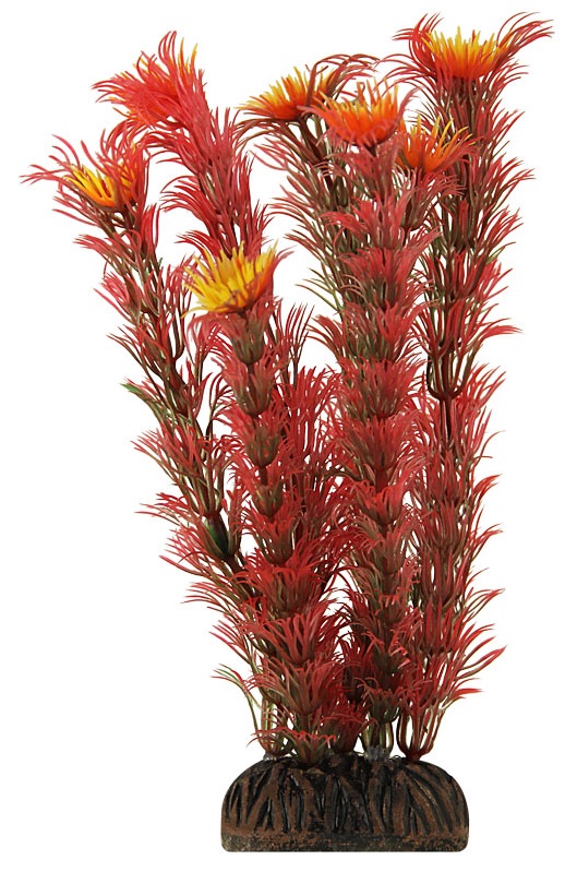 Растение амбулия красная Laguna 20см