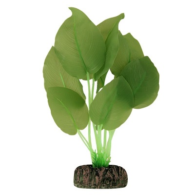 Растение анубиас зеленый Laguna 20см
