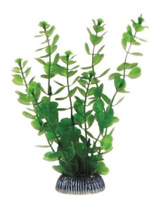 Растение бакопа зеленая Laguna 10см