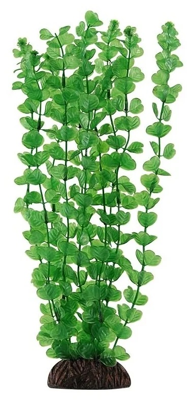 Растение бакопа зеленая Laguna 20см