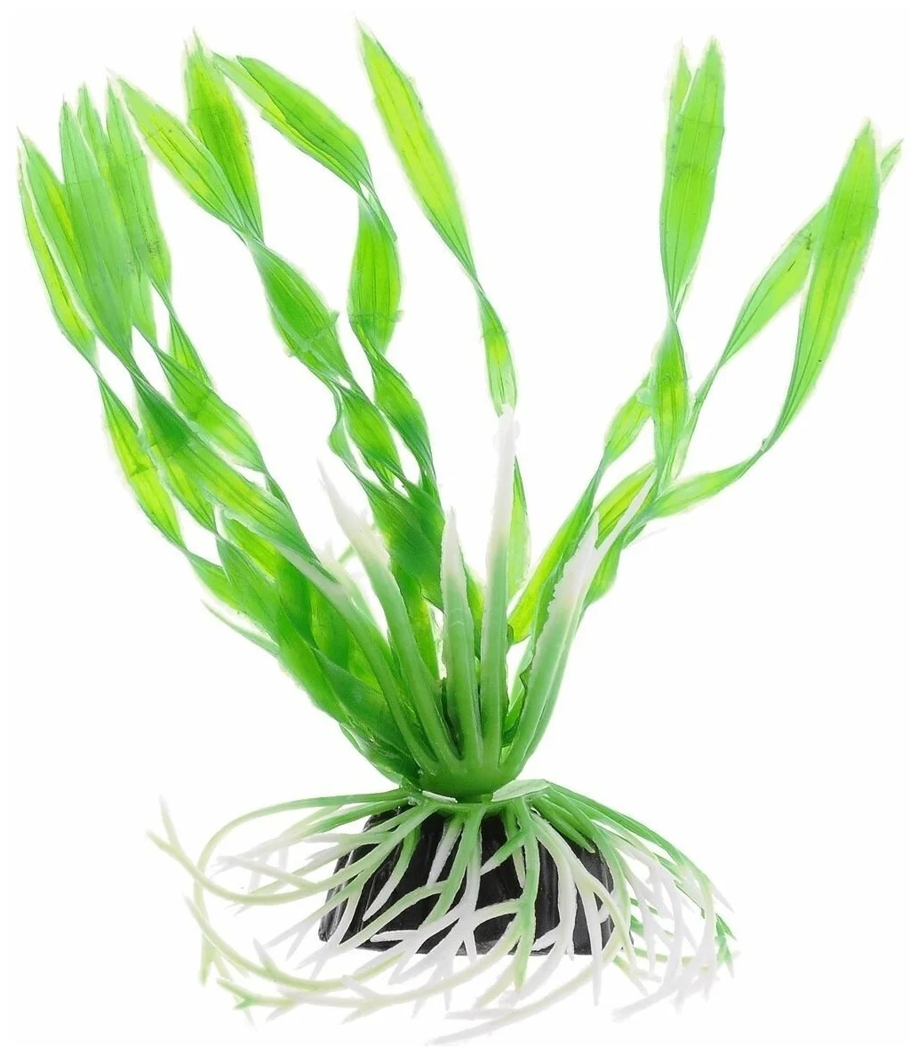 Растение валиснерия зеленая Laguna 10см