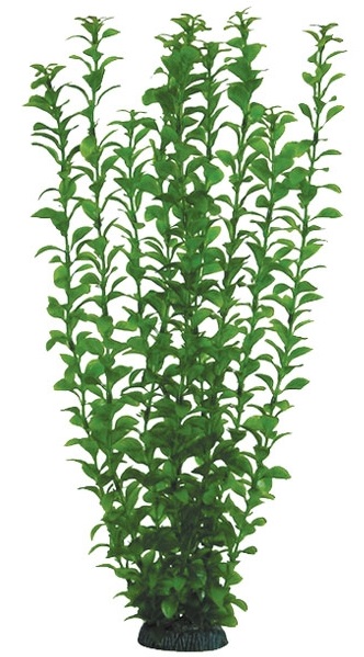 Растение людвигия зеленая Laguna 50см