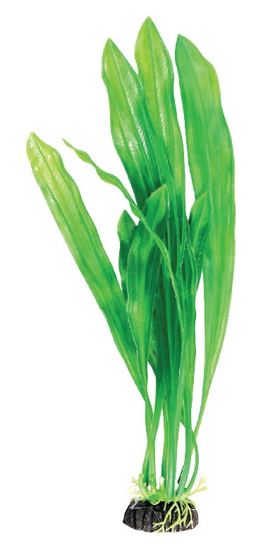 Растение эхинодорус зеленый Laguna 20см