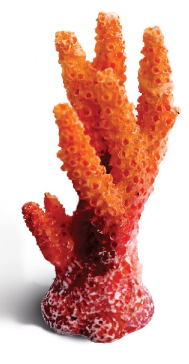 Коралл искусственный синулярия Laguna мини 3х3,6х6,7см