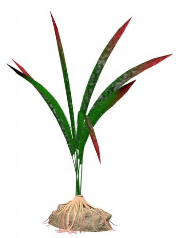 Растение искусственное гемиграфис Tetra plantastics р.m