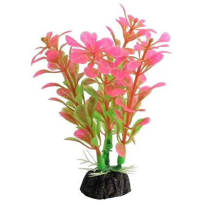 Растение альтернатера розовая Laguna 10см