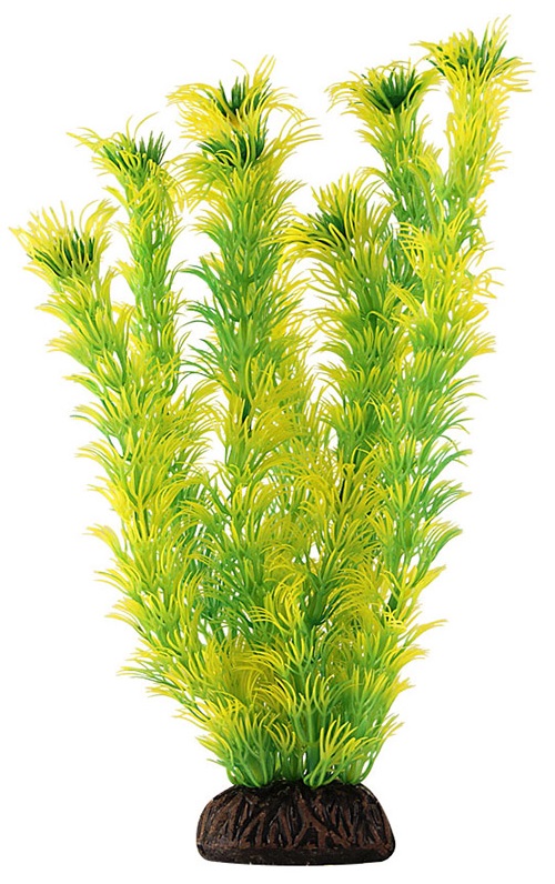 Растение амбулия желто-зеленая Laguna 13см