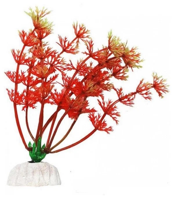 Растение амбулия красная Laguna 13см