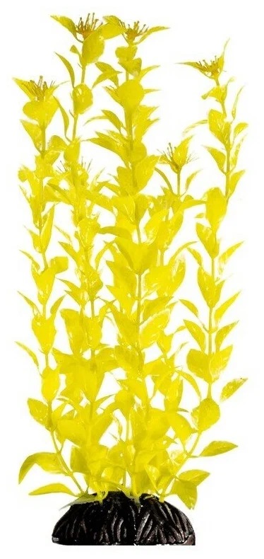 Растение бакопа желтая Laguna 29см