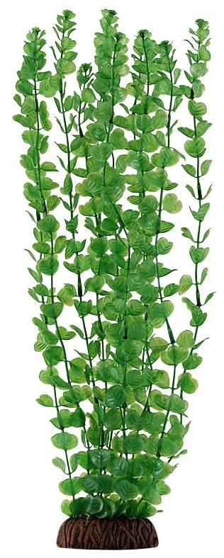 Растение бакопа зеленая Laguna 30см