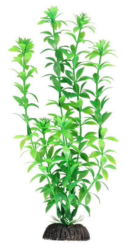 Растение гемиантус зеленый Laguna 20см