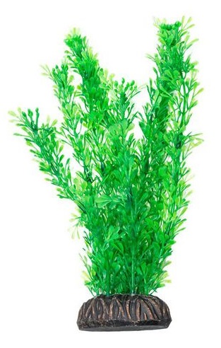 Растение лигодиум зеленый Laguna 10см