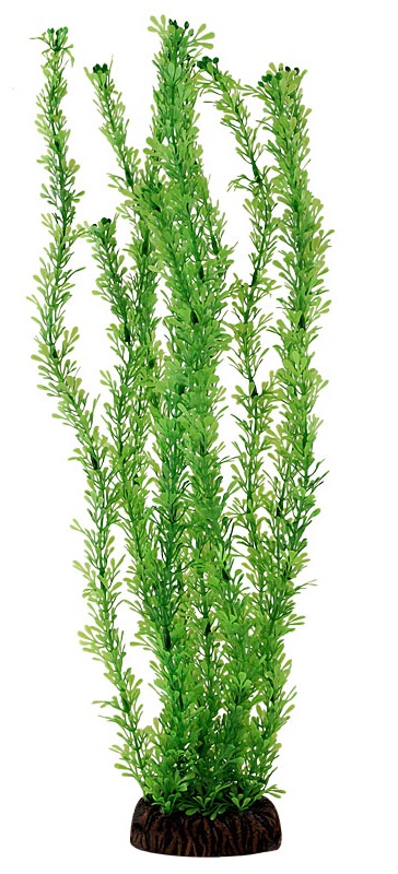 Растение лигодиум зеленый Laguna 20см
