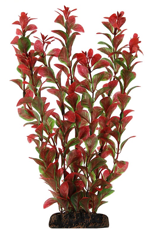 Растение людвигия красная Laguna 10см