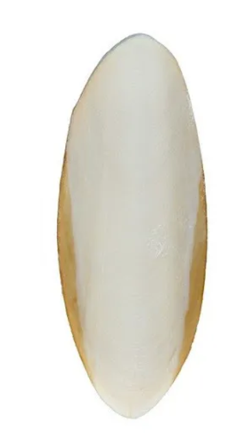 Панцирь каракатицы сепия Шурум-бурум 8-10см n6